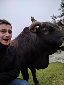 Cows Love selfies! 