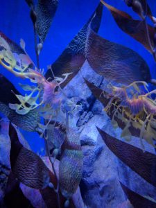 I’ve never seen a sea dragon before!